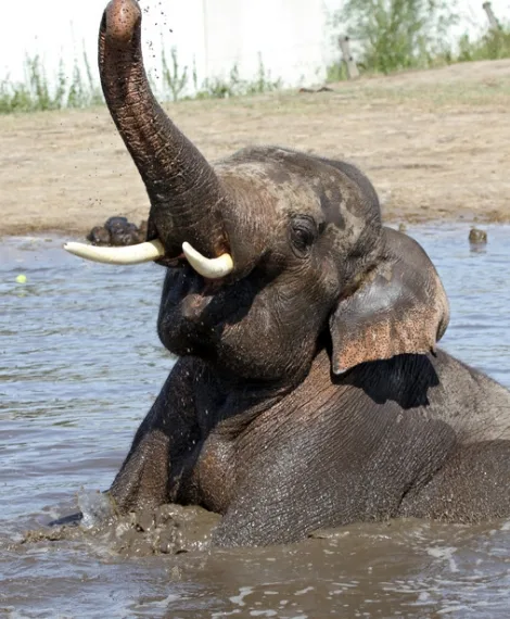 Elephant hospital at Samui Experience Tour by Koh Samui Voyage.